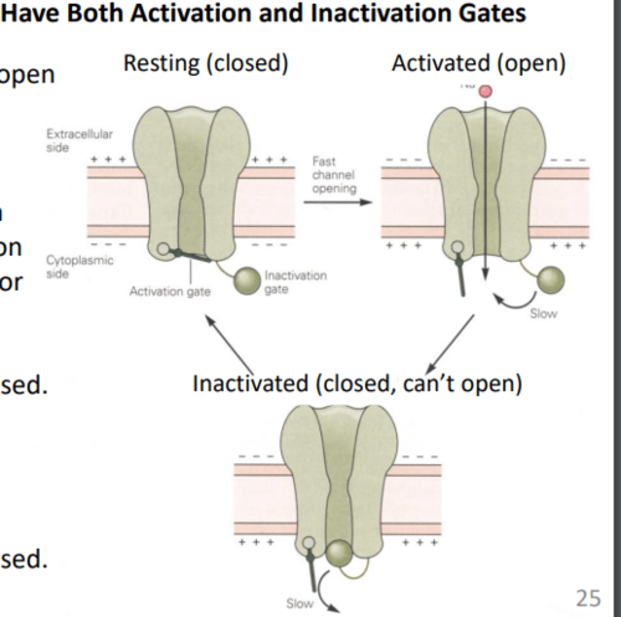 <p>describes how a ball domain blocks the pore of a voltage-gated ion channel, preventing ions from passing through</p>
