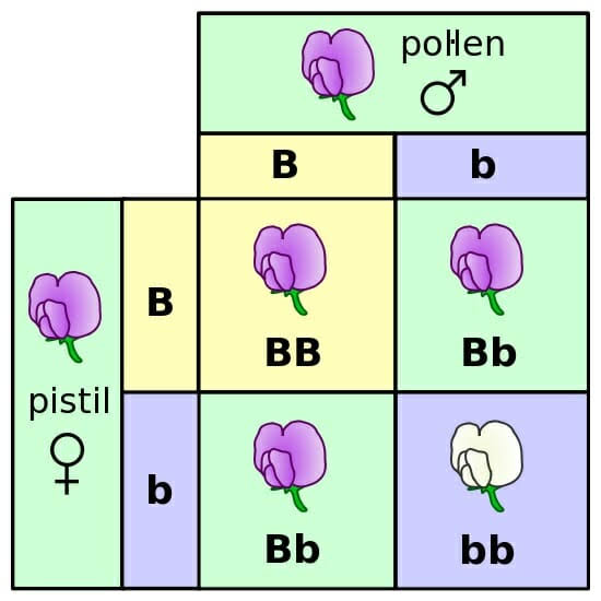 <p><span>A characteristic that is expressed </span>only when an individual has two copies of the recessive allele.</p>