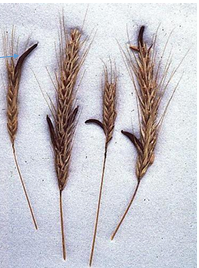 <p>Hypocreales: Claviceptiaceae</p>