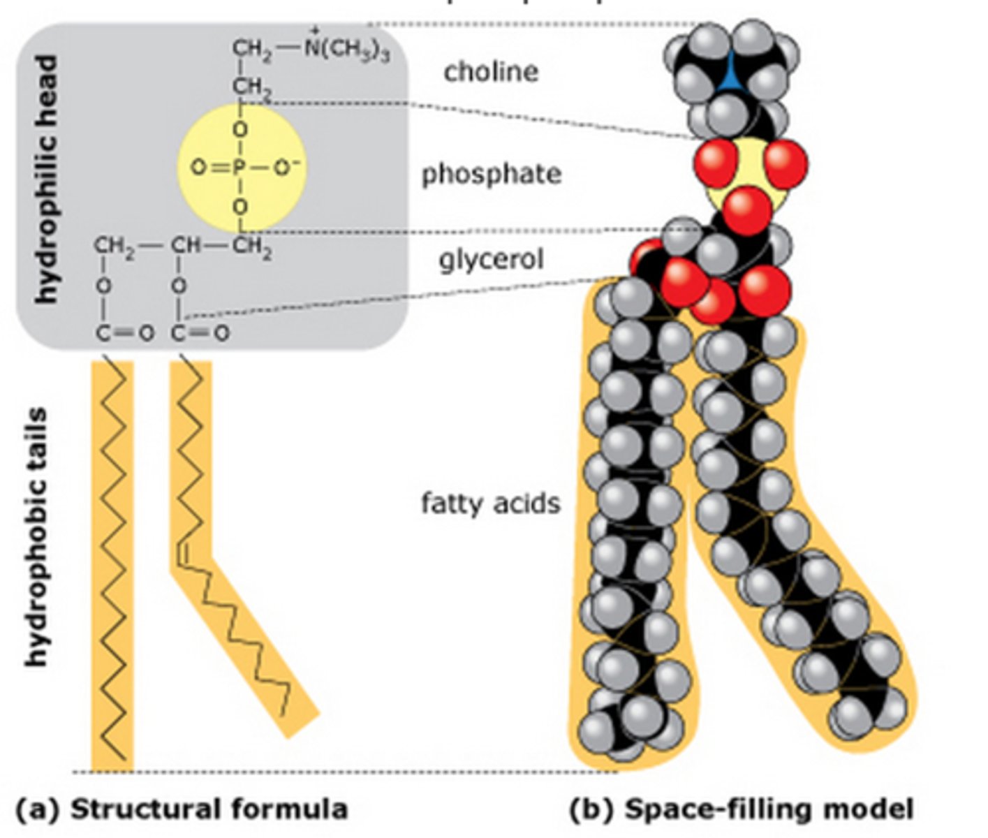 <p>Glycerol + 2 fatty acid chains + phosphate group (PO4) instead of 3rd fatty acid chain</p>