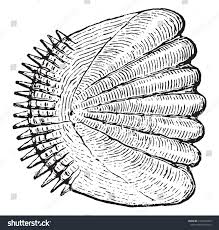 <p>-comb (bluegill, perch)</p><p>-teleost fishes</p>