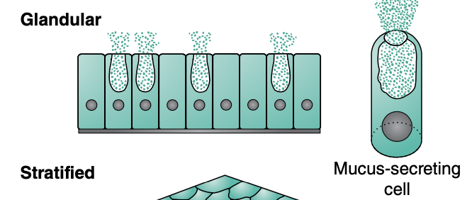 <p>Glandular tissue</p>