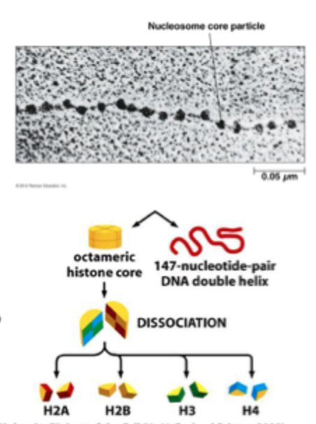 <p>Is the fundamental building blocks of chromatin is the nucleosomal core particle </p><p>Eukaryotic chromosomes consist of a regularly repeating protein- DNA complex called the nucleosome</p><p>147bp of DNA are wrapped (2 turns) around the histone octamer</p><p>Each nucleosome consists of a protein octamer, made up of 2 copies each of histones H2A, H2B, H3 and H4</p><p>Histone H1: linker histone, binds to the entry/ exit sites of DNA on the surface of the nucleosomal core particle and completes the nucleosome </p>