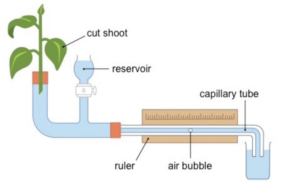<p>How to find transpiration rate using a potometer?</p>