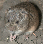 <p>grizzled effect; short tail; tail dark above, light below (bicolored)</p>