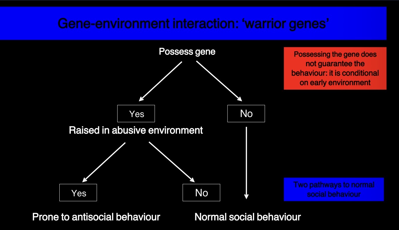<p>The effect of the warrior genes is conditional in early environment, thus having the mutation does not guarantee the behaviour</p><ul><li><p>those raised in abusive environments show more anti social behaviours than those in nurturing environments</p></li></ul><p></p>