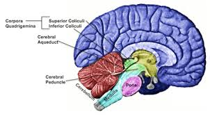 <p>The midbrain contains…</p>