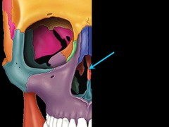 <p>forms superior part of nasal septum</p>