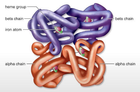 <ol><li><p>hemacyanin</p></li><li><p>hemoglobin</p></li></ol>