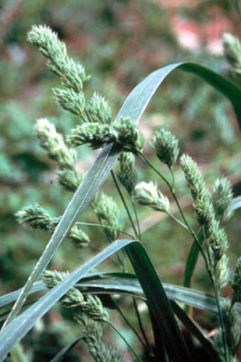 <p>srha laločnatá ( říznačka)</p>