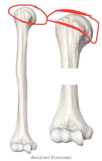 <p>humerus, proximal, articulates with glenoid fossa of scapula</p>