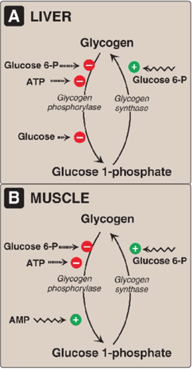 <p>-activated by glycogen 6-phosphate (stabilizess R state) increased blood glucose = increase glucose 6-phosphate = increase glycogen synthesis</p><p>-inhibited by glycogen synthase kinase (GSK) and PKA (phosphrtylate and inactive a -> b)</p>