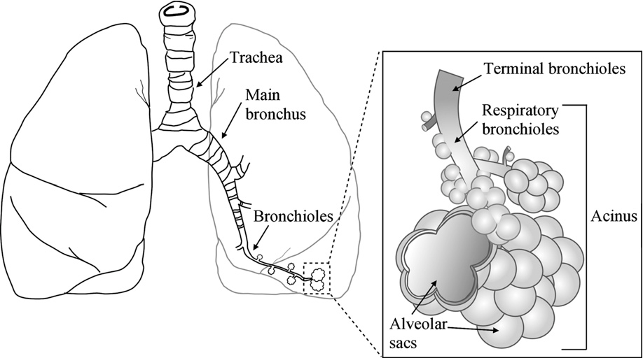 <ol><li><p>secretion of mucus from goblet cells to trap dust, bacteria, and other particles</p></li><li><p>coordinated movement of the cilia to sweep trapped particles and mucus upward toward the throat where they can be swallowed or expelled</p></li></ol><p></p>