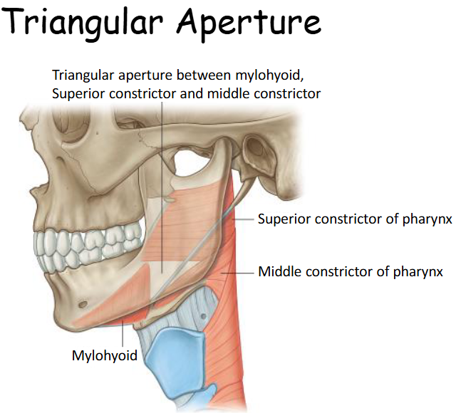 <p><span>Due to the structure of the oral cavity a triangular shaped “hole” or aperture it lies between the mylohyoid, and some of the constrictor muscles of the pharynx which lie at the back of the oral cavity.<br>This space is an important communication route for nerves and vessels entering the oral cavity. </span></p>