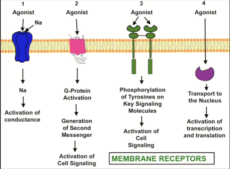 <ul><li><p><span>Ion channel: fast to respond (milliseconds)</span></p></li><li><p><span>GPCR: second messenger system must be activated (seconds)</span></p></li><li><p><span>Enzymes: blocking or stimulating enzymes (minutes)</span></p></li><li><p><span>DNA-linked: translocation, transcription, translation, enzymatic activity (hours)</span></p></li></ul><p></p>