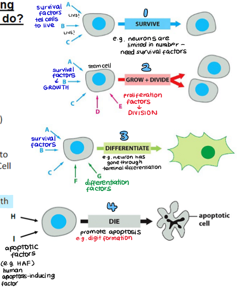<ol><li><p>cell survival and cell division</p></li><li><p>cell differentiation</p></li><li><p>morphogenesis</p></li><li><p>apoptosis</p></li></ol>