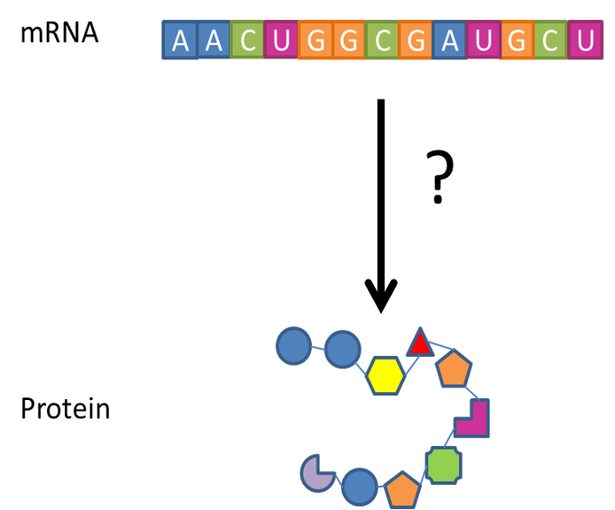 <p><span style="color: blue">conversion to mRNA to protein</span></p><p><span style="color: blue">It occurs outside the nucleus of the cell</span></p><p><span style="color: blue">It occurs via transport RNA (tRNAs) and the ribosome</span></p><p><span style="color: blue">The sequence of the bases determines the sequence of amino acids</span></p><p><span style="color: blue">Bases are read 3 at a time (codons)</span></p>