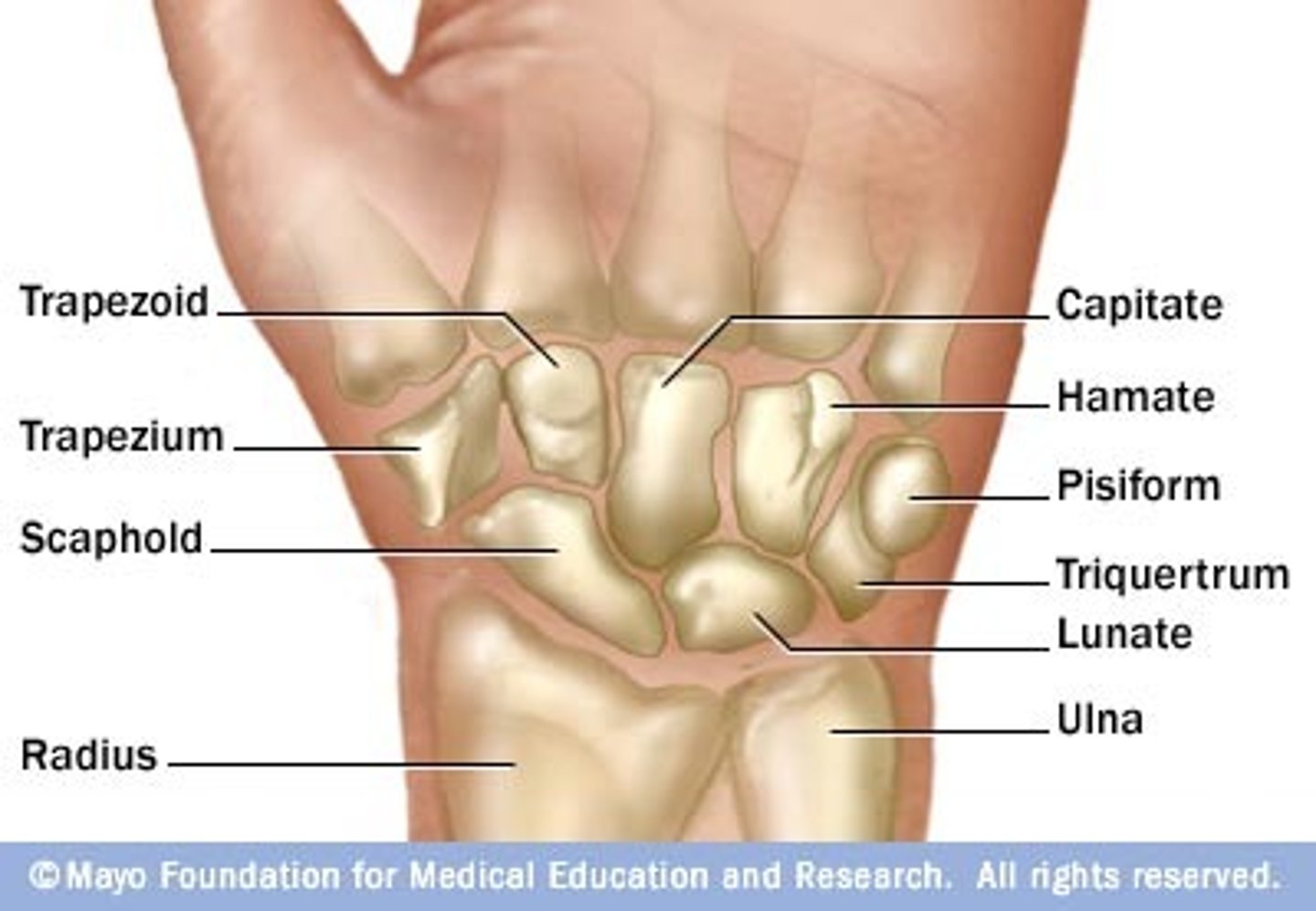 <p>- scaphoid,</p><p>- lunate</p><p>- triquetrum</p><p>- pisiform</p>