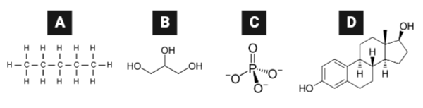 <p>Which series lists the molecules in order of their likelihood to diffuse through a phospholipid bilayer, from most likely to least likely?</p><ul><li><p><span>a. C, B, A, D</span></p><p></p></li><li><p><span>b. A, D, B, C</span></p><p></p></li><li><p><span>c. D, A, C, B</span></p><p></p></li><li><p><span>d. B, A, C, D</span></p></li></ul><p></p>