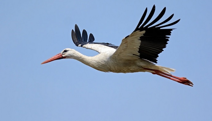 <p>zařaď živočicha do systému</p><p>Třída - řád - čeleď - druh čeština (latina)</p>