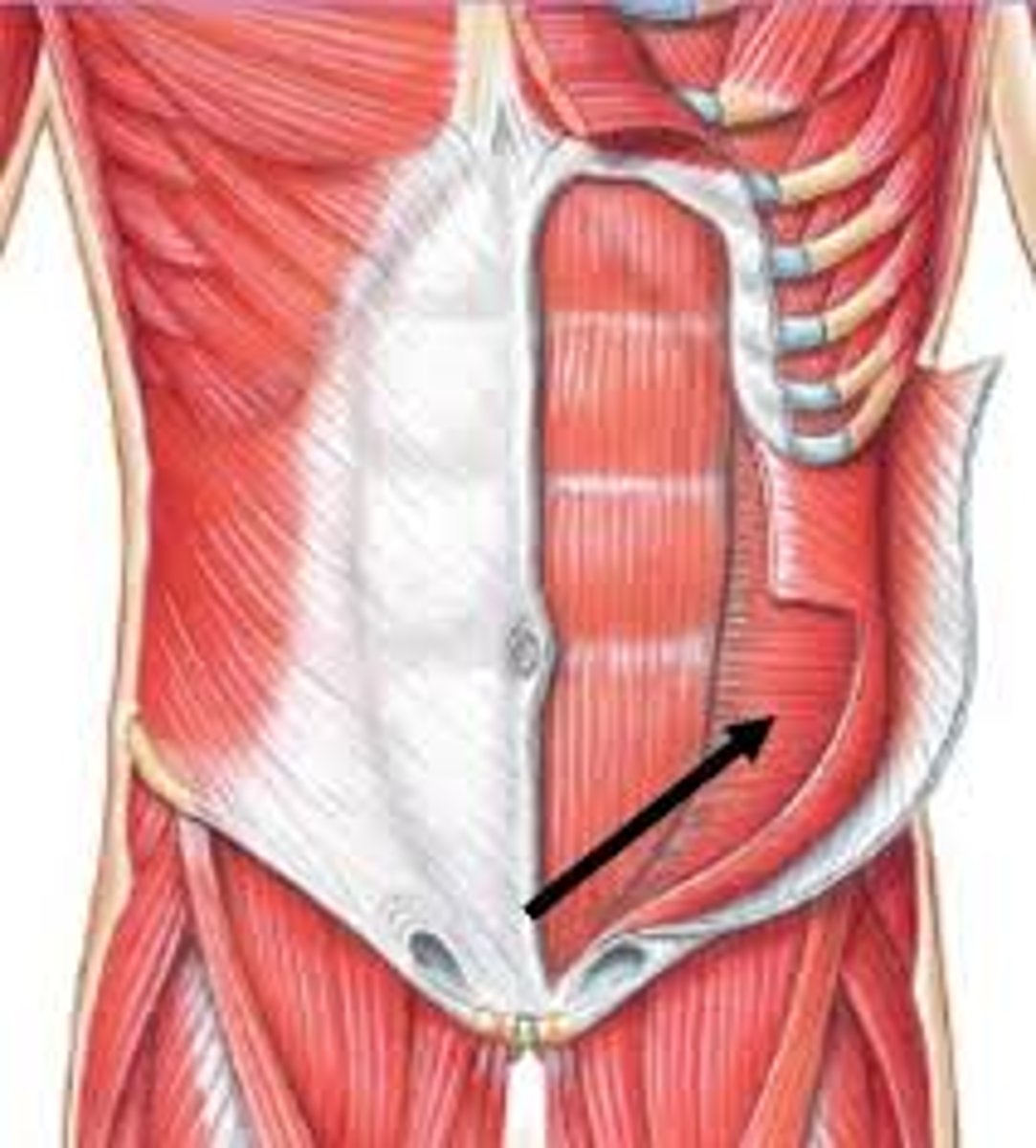 <p>anterior, deepest abdominal muscle, fibers run left to right</p>