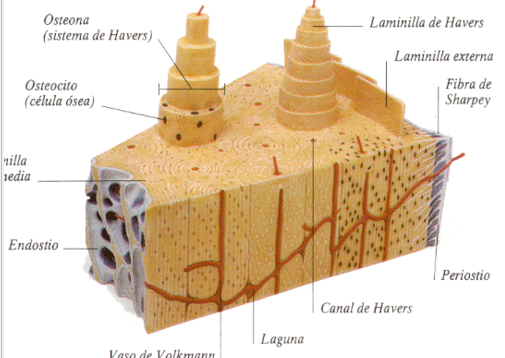 <p>Contiene vervios, vasos sanguíneos y linfáticos dispuestos de manera longitudinal, más una caoa de osteoblastos y cél. osteógenas</p>