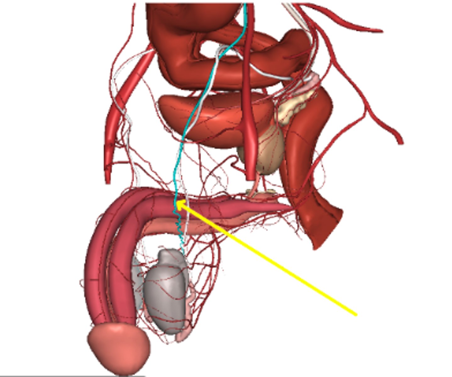<p>testicular artery</p>