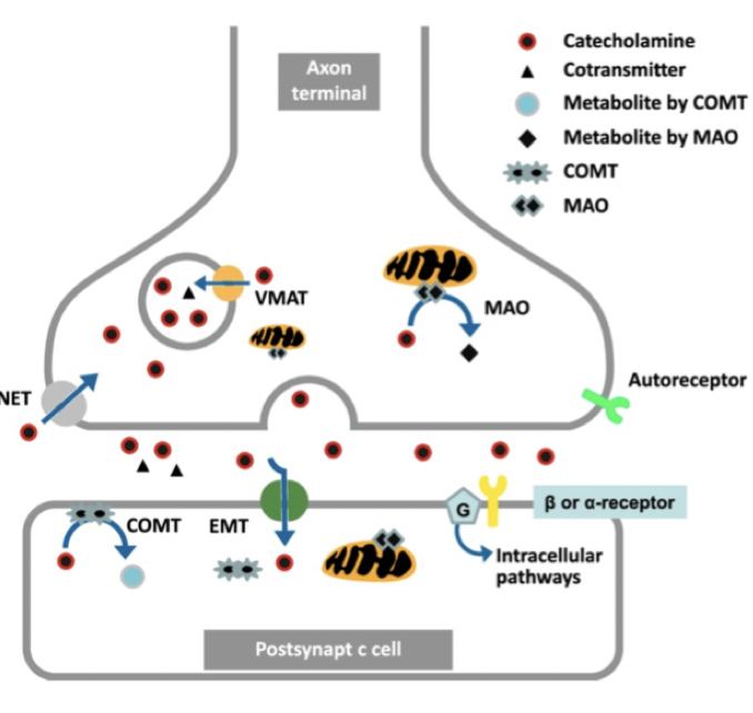 <p>Nedbrytning: <strong>MAO</strong> i axon. <strong>COMT</strong> i målcellen. </p><p>Upptag: <strong>NET</strong> till nervcell och <strong>EMT</strong> till målcell. </p>
