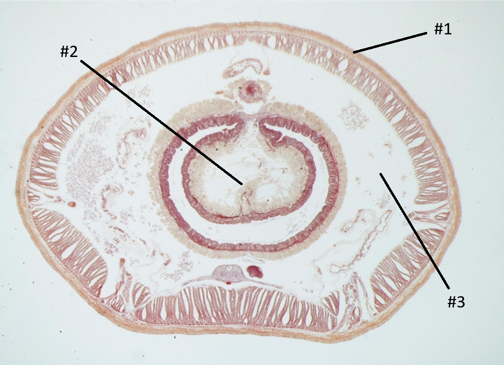 <p>This is the outer layer of the Earthworm’s Intestine. Labeled as #1.</p>