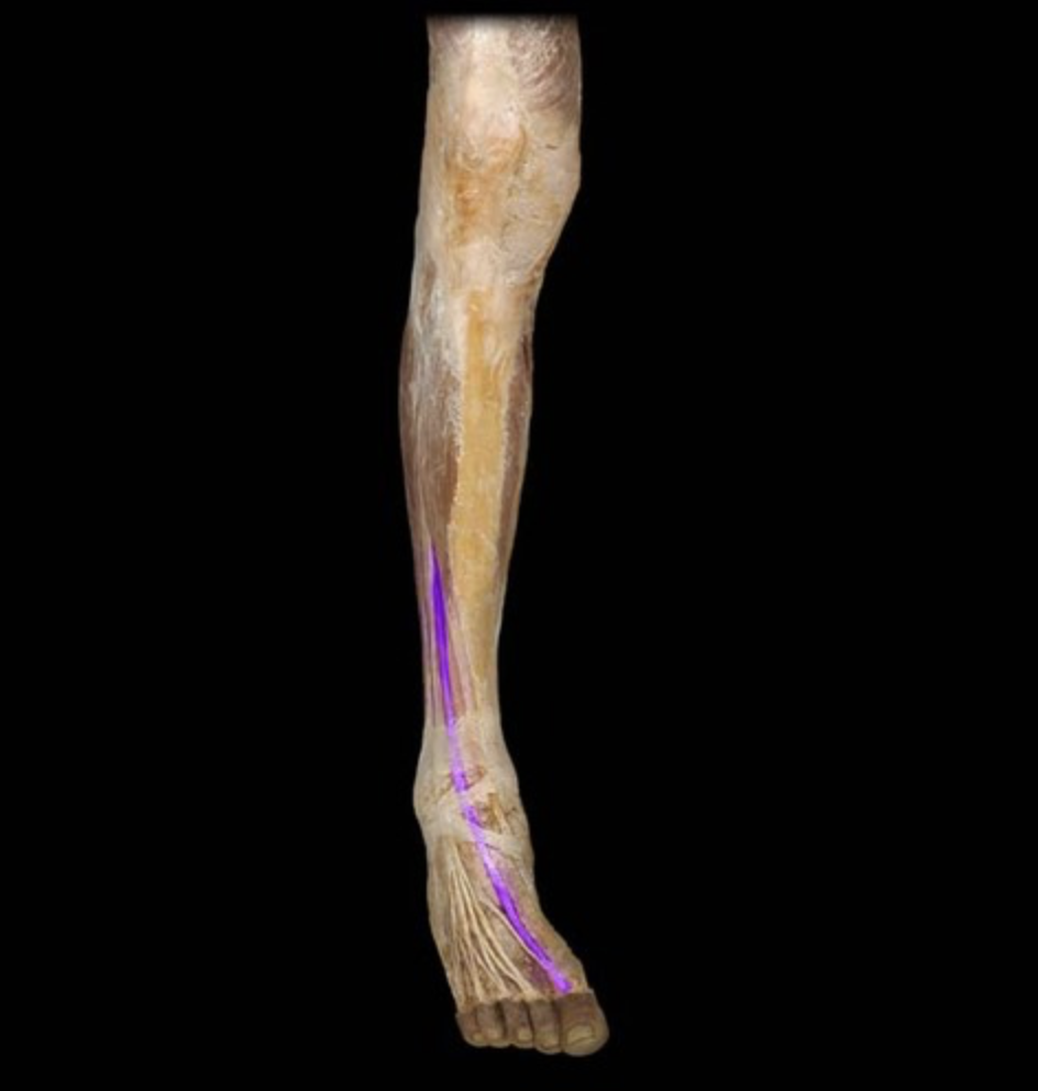 <p><em>table 7, next to tibialis anterior</em></p>