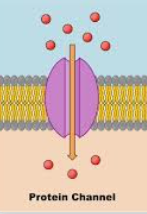 <p>form an open pore/channel in the membrane</p><p>move charged ions (like Na+ and K+)</p><p>most are not permanently open</p><p>“gates” can open/close in response to stimuli (ex signaling molecules, changes in electric potential across membrane, too much sugar, etc.)</p><p>ion channels are highly selective</p><p>direction of flow is determined by the electrochemical gradient(concentration and charge)</p><p>movement of ions can polarize the membrane(affect the charge across the membrane) meaning one side is more positive/negative than the other side</p><p>aquaporins are specialized channel proteins for water</p>