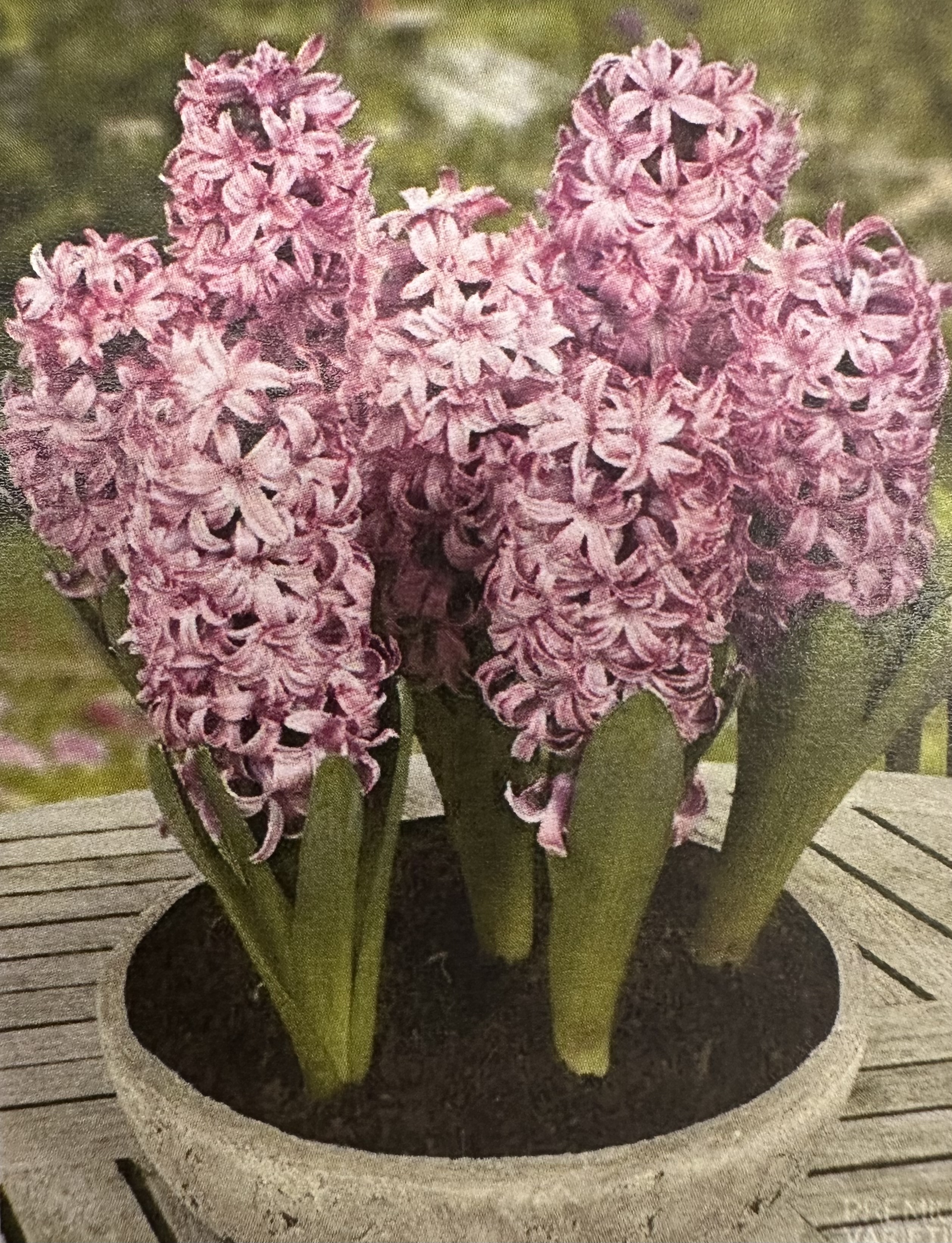 <p>Hyacinthus orientalis </p>