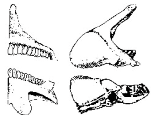 <p>laterally flattened; often fused into beak; cutting</p>