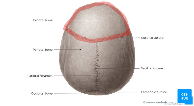<p>Top View of Human Skull</p>