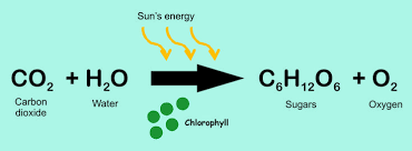 <p>The process by which green plants and some other organisms use sunlight and chlorophyll to convert carbon dioxide and water into glucose and oxygen.</p>