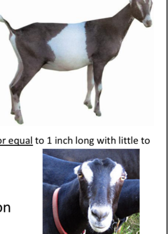 <p>GOAT BREEDS: what is the breed, origin, color, ears, horns, traits?</p>