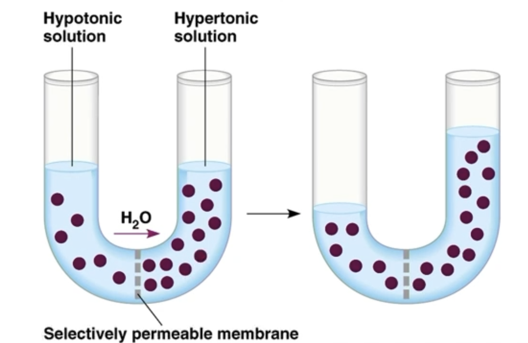 <ul><li><p>Water will move to the hypertonic side, against its concentration gradient, to decrease the salt gradient</p></li></ul><p></p>