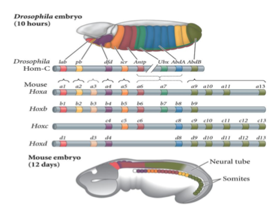 <p>Comparison of hot genes in Drosophila and mice shows a remarkable degree of conservation of this mechanism </p><p>Hox genes are used across the animal kingdom to define region of the animal </p>