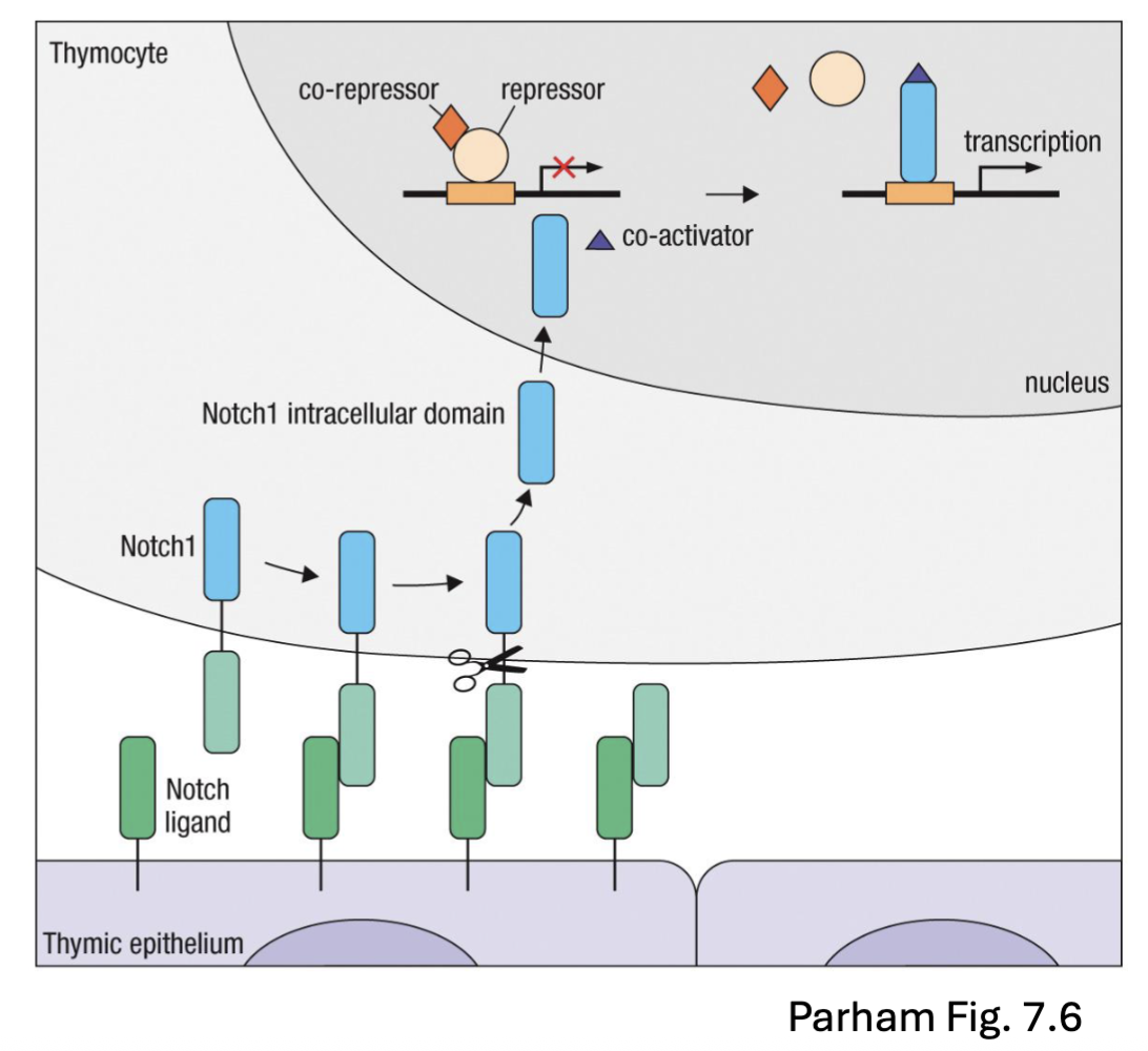 <p>Notch: transcription factor</p><p>transcription factor leaves the membrane and then enter the nucleus and affect transcription</p>