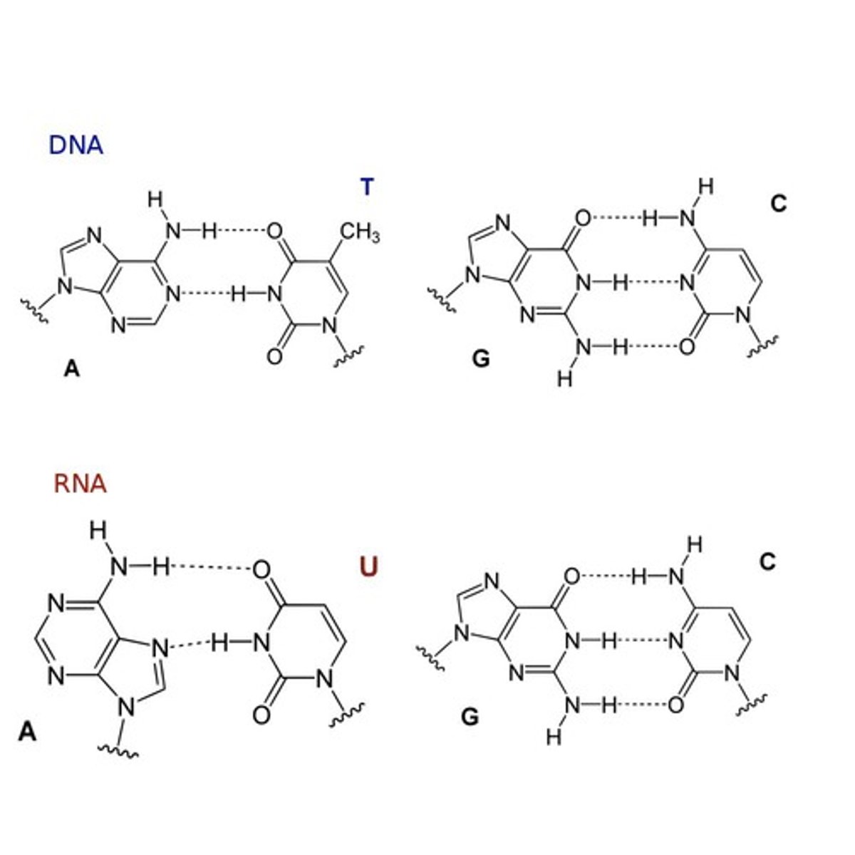<p>Adenine - Uracil</p><p>Guanine --- Cytosine</p>