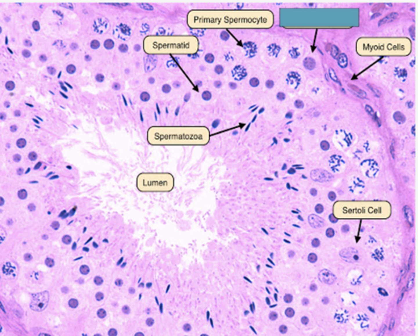 <p>Identify the cell</p>