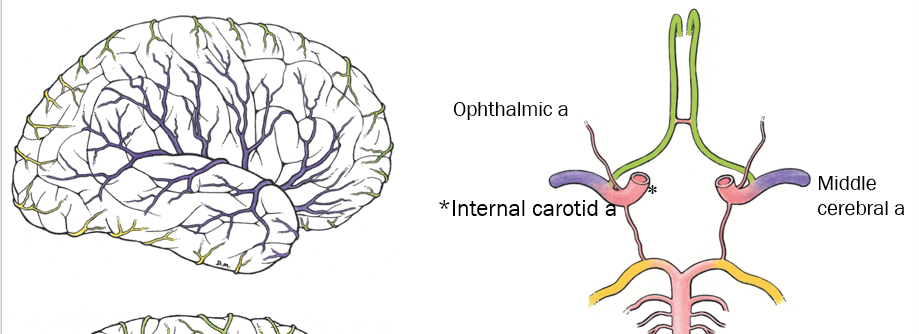 <p>middle cerebral artery<br><br>(see purple)<br><br></p>