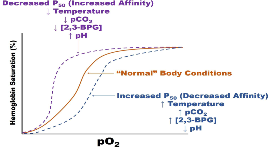 <ul><li><p>Orange brown- sigmoidlal curve normal ph (7.35), norm. range of bpg</p></li><li><p>Purple - Left shift, bind more tightly to O2</p><ul><li><p>what left shifts curve?: Affinity: decrease in pco2 and decrease temp., increase ph</p></li></ul></li><li><p>Blue line (right shift)</p><ul><li><p>What right shift: increase body temp, increase partial presure of cabon dioxide, decrease in </p></li></ul></li></ul><p></p>