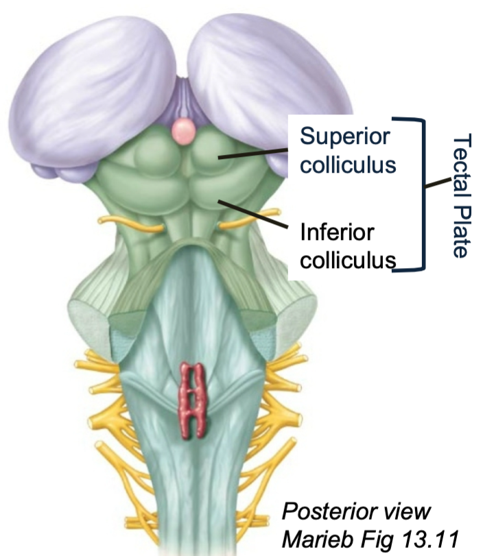 1. Midbrain
2. Site for reflexes 