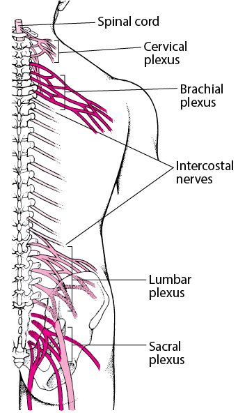 network of nerves without neuronal cell bodies included