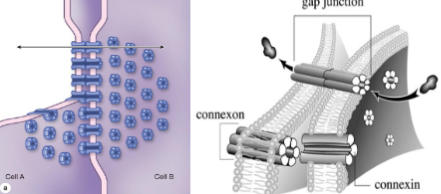 <ul><li><p>6 transmembrane proteins (connexin) arranged next to each other → form aqueous channel (connexon) that connects lateral surfaces of neighboring cells&nbsp;</p></li></ul><p></p><p>function:&nbsp;</p><ul><li><p>allow ions, glucose, polar compounds, amino acids, water, and other small (&lt;1.5 nm) solutes to pass from one cell to another&nbsp;</p></li><li><p>rapid cell to cell communication&nbsp;</p></li><li><p>can open and close and is tightly regulated&nbsp;</p></li></ul><p></p>