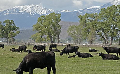 <p>in the foothills and mountain areas of NV, CA, and southern OR</p><p>in bushy, wooded areas that provide deer habitat (bc transmitted by deer ticks)</p>