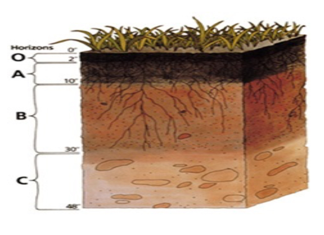<p><strong><em>Distance from a water source.</em></strong>&nbsp;As you progress into a lake from the areas surrounding the lake there will be changes in <strong>soil humidity, oxygen availability</strong> (for the roots) and as you enter the lake, <strong>light availability and temperature</strong>. The diagram shows a typical zonation pattern of this nature (along with elevation)for&nbsp;&nbsp;Lakes Manapouri and Te Anau in New Zealand.&nbsp;</p><hr><p><br></p>