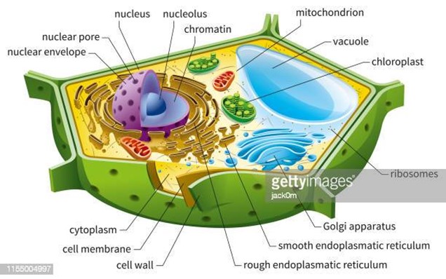 <p>Have cell wall, chloroplasts, chlorophyll, large vacuoles</p>