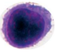 <ul><li><p>A lymphocyte. </p></li><li><p>Produces antibodies in the humoral immune response (the fluids). </p></li></ul><p></p>